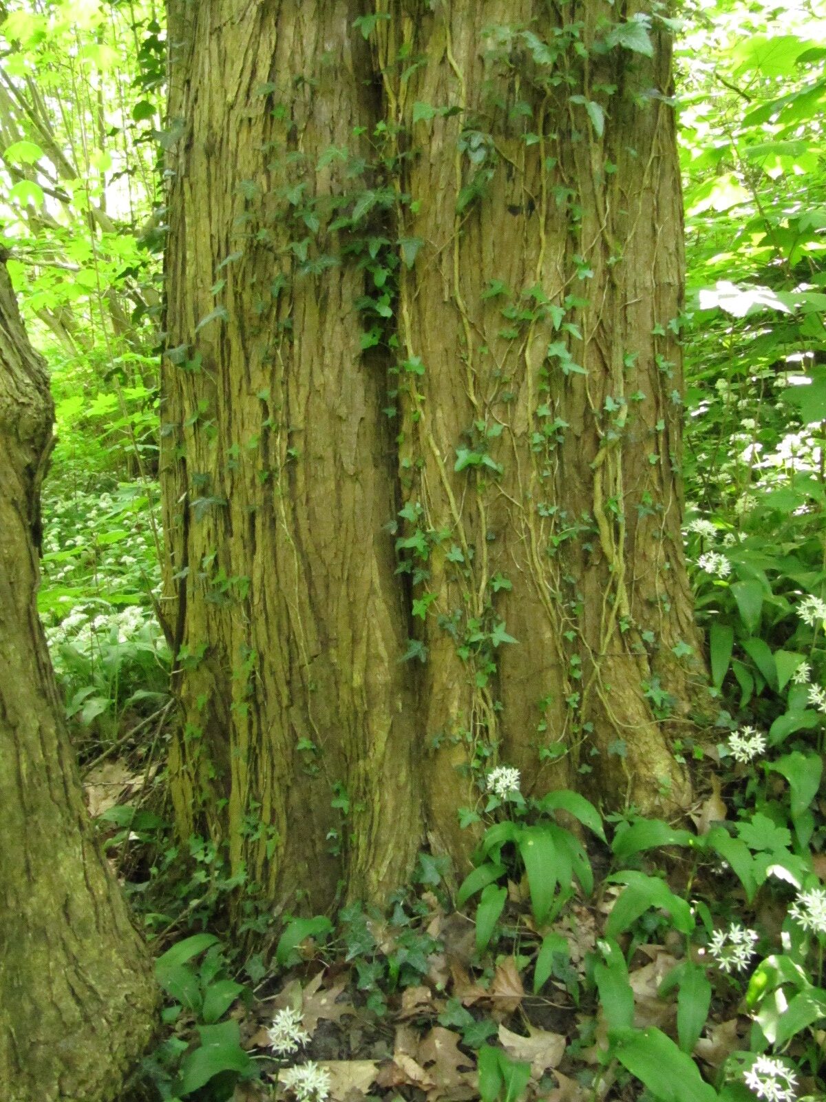 Kuchenbaum - Bremen-Lesum - April 2024