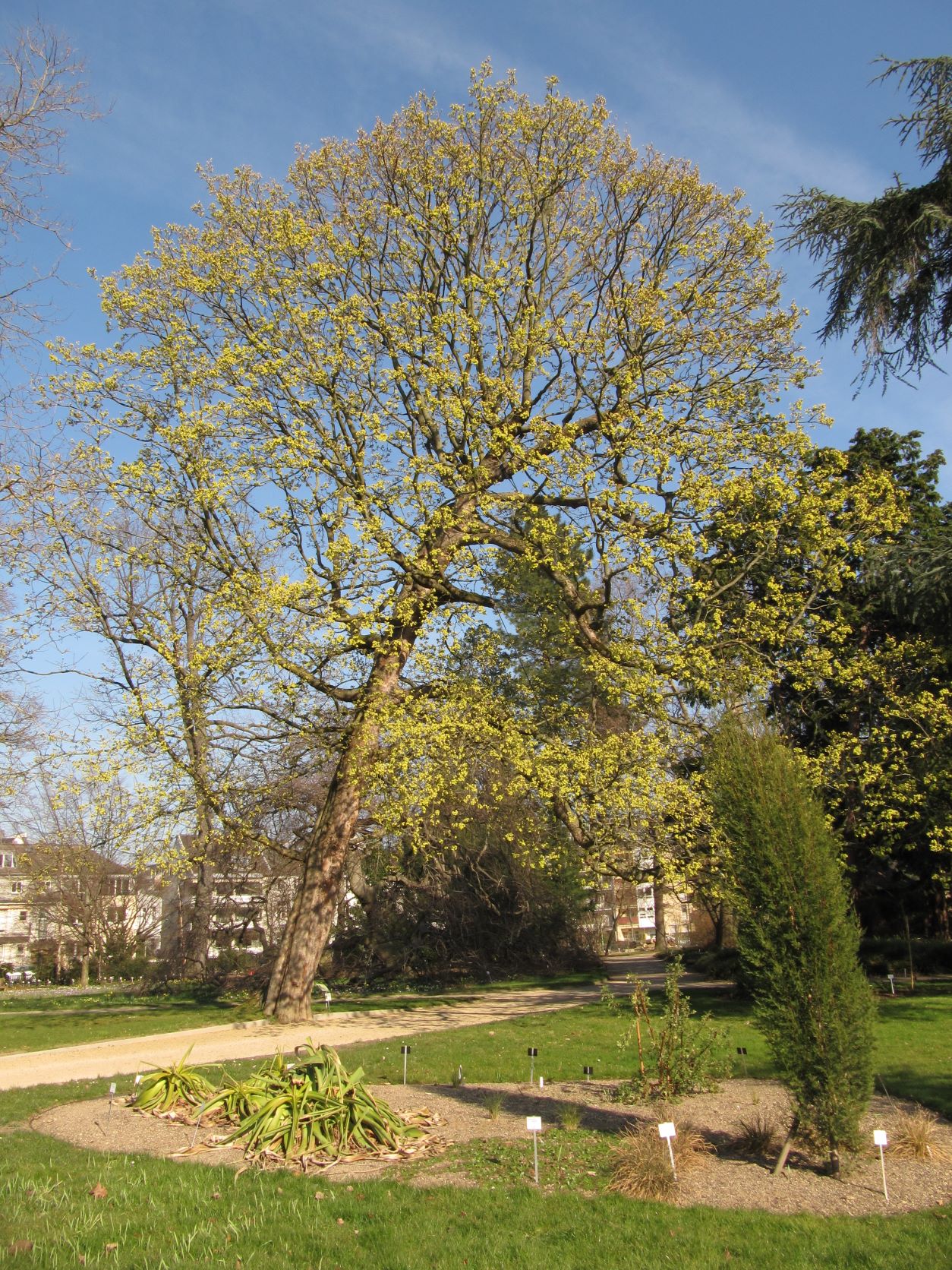 Acer opalus subsp. obtusatum - Bonn - März 2022