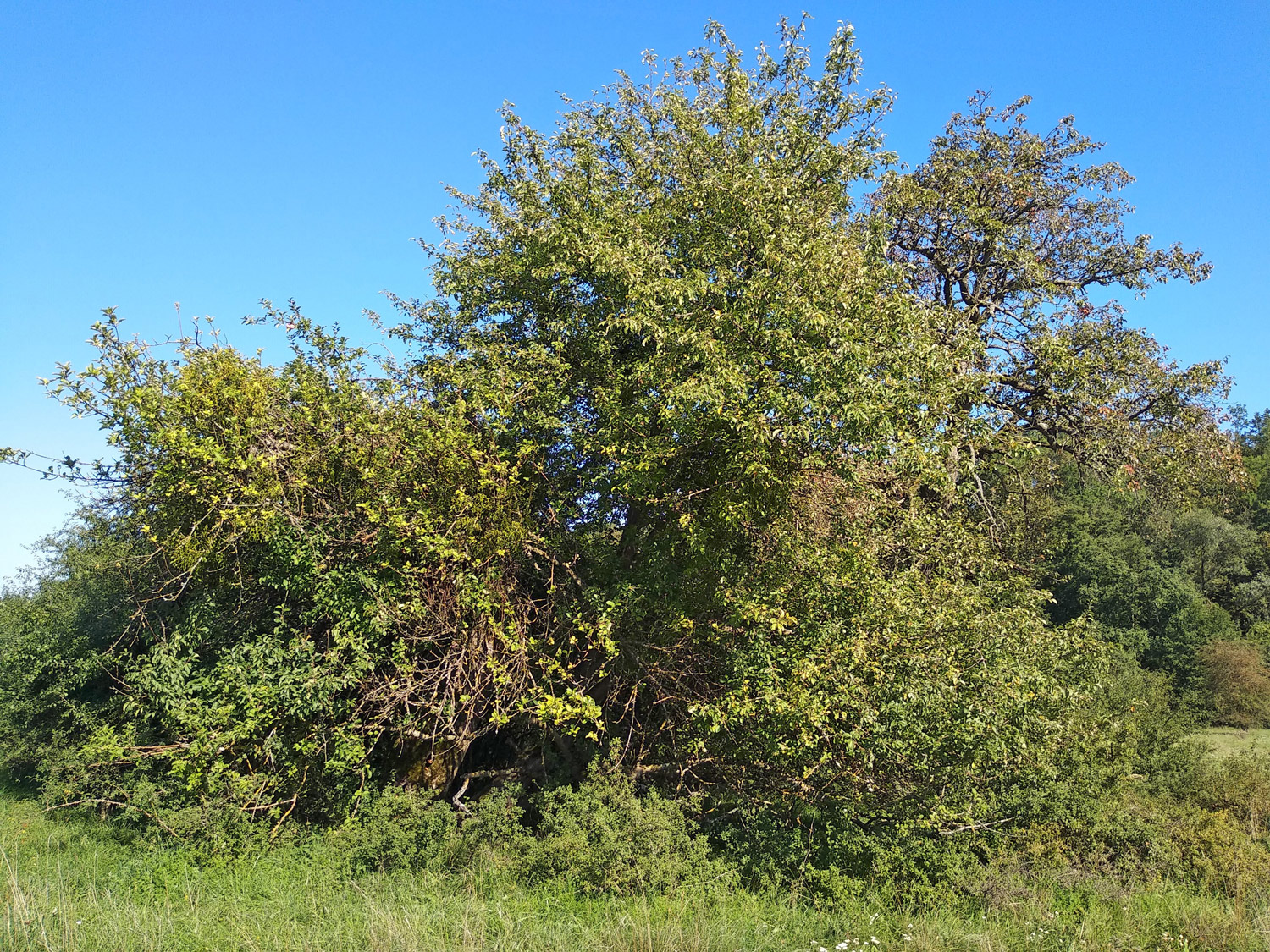 Malus sylvestris - Reutlingen - Sept. 2023