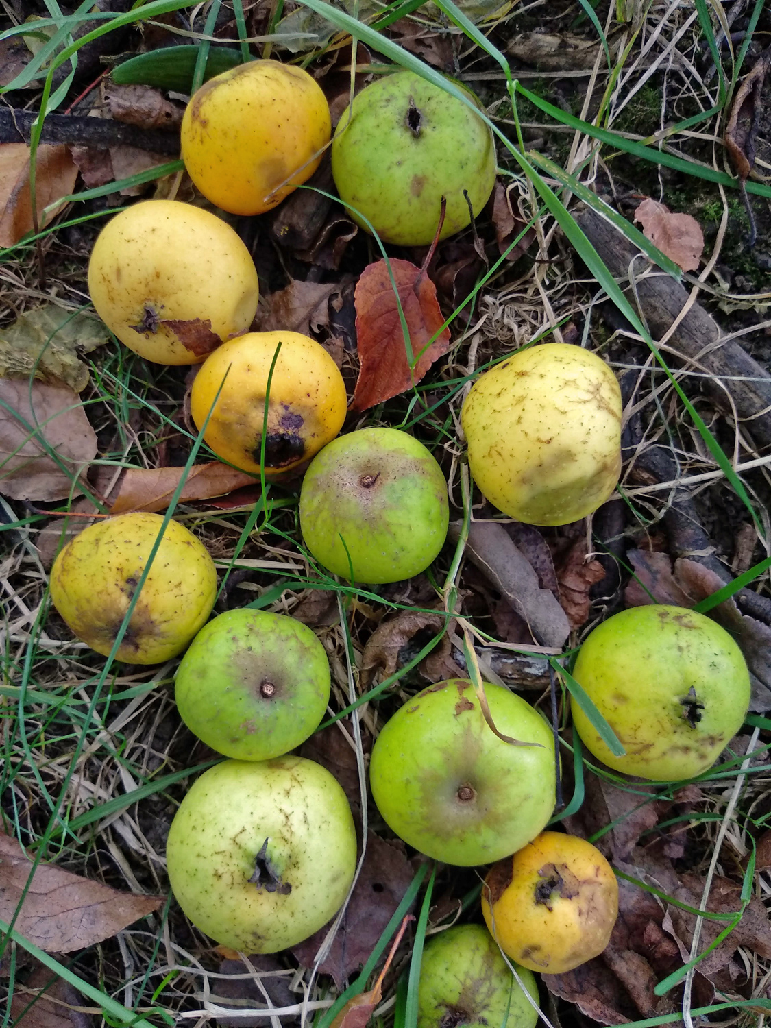 Malus sylvestris - Reutlingen - Sept. 2023