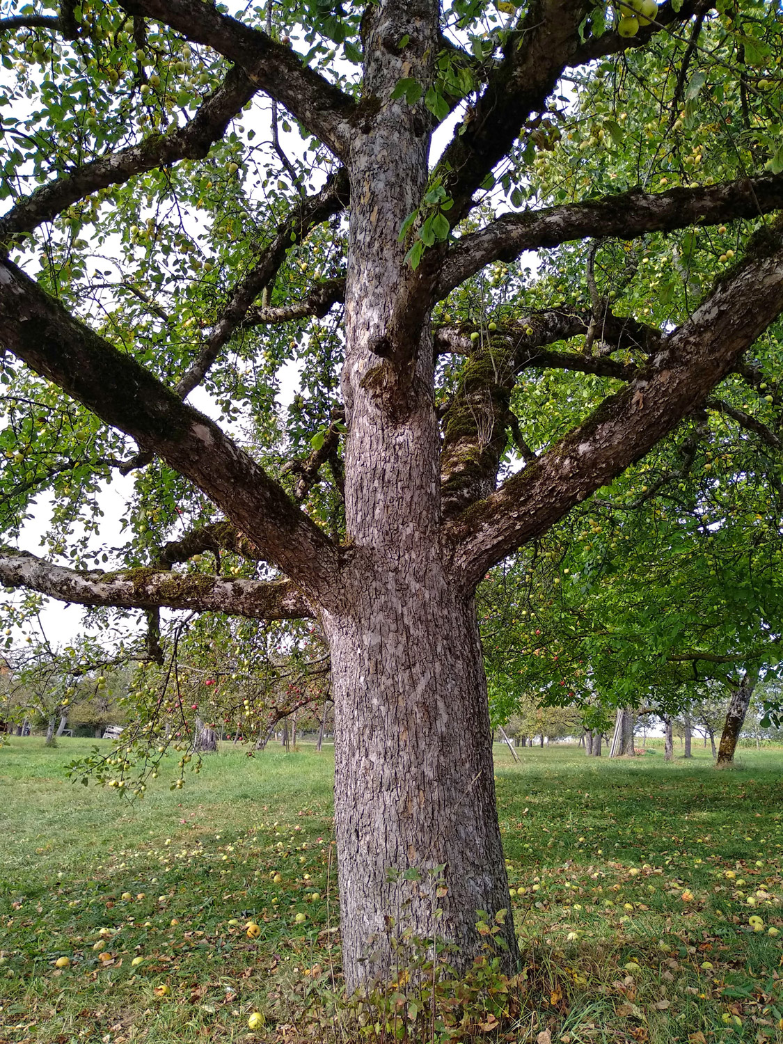 'Bittenfelder Sämling' domestica Malus