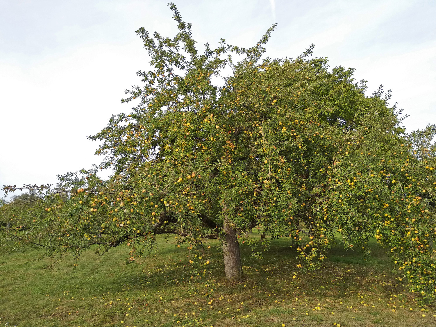 Malus domestica 'Bittenfelder Sämling' - Kusterdingen - Okt. 2023