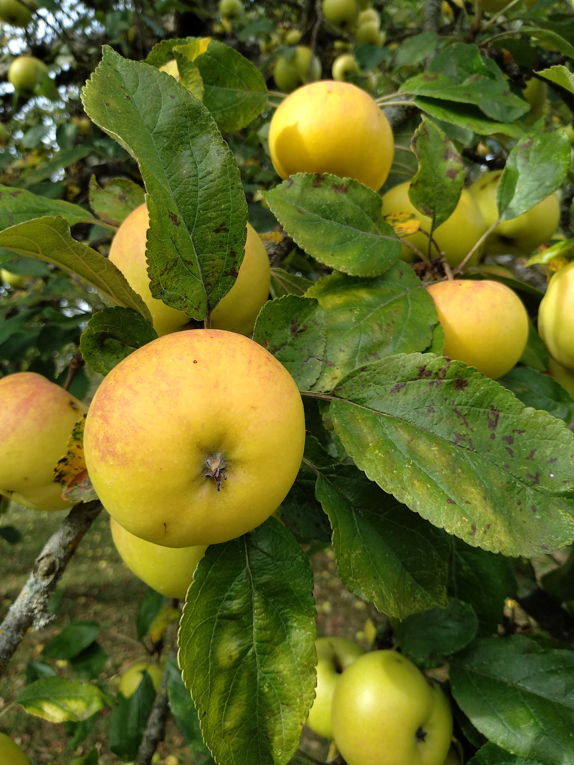 Malus domestica 'Bittenfelder Sämling' - Kusterdingen - Okt. 2023
