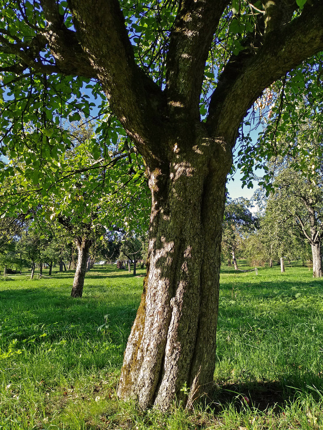 'Luikenapfel' domestica Malus