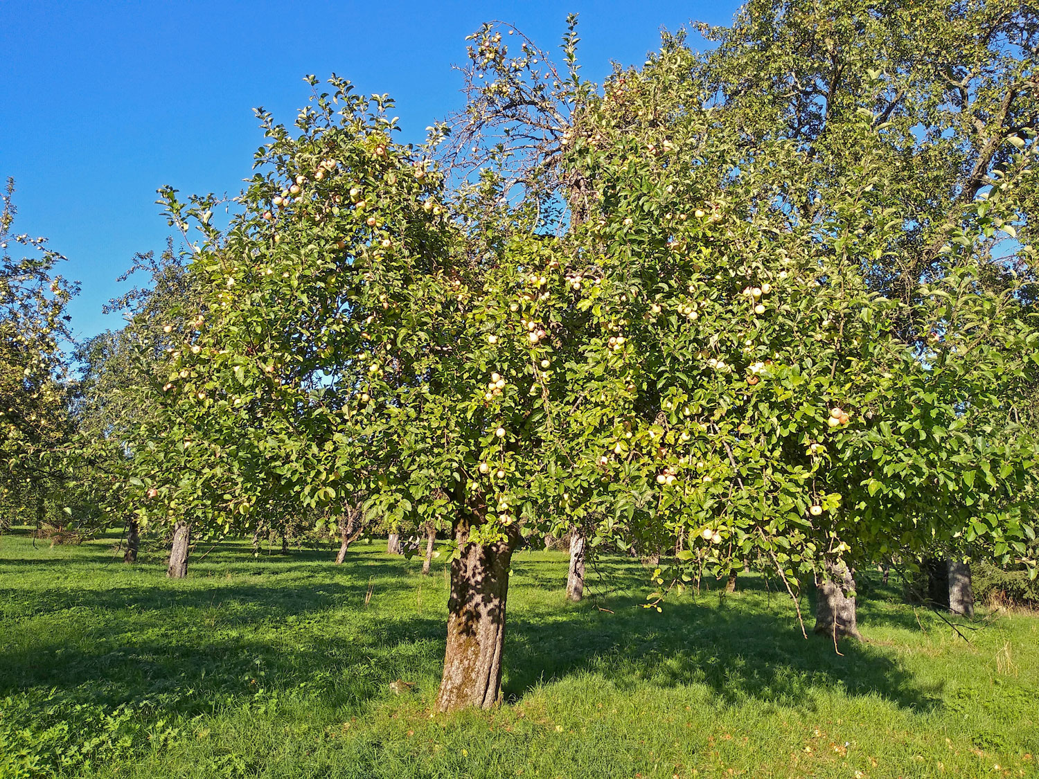 Malus domestica 'Luikenapfel' - Kusterdingen - Sept. 2023