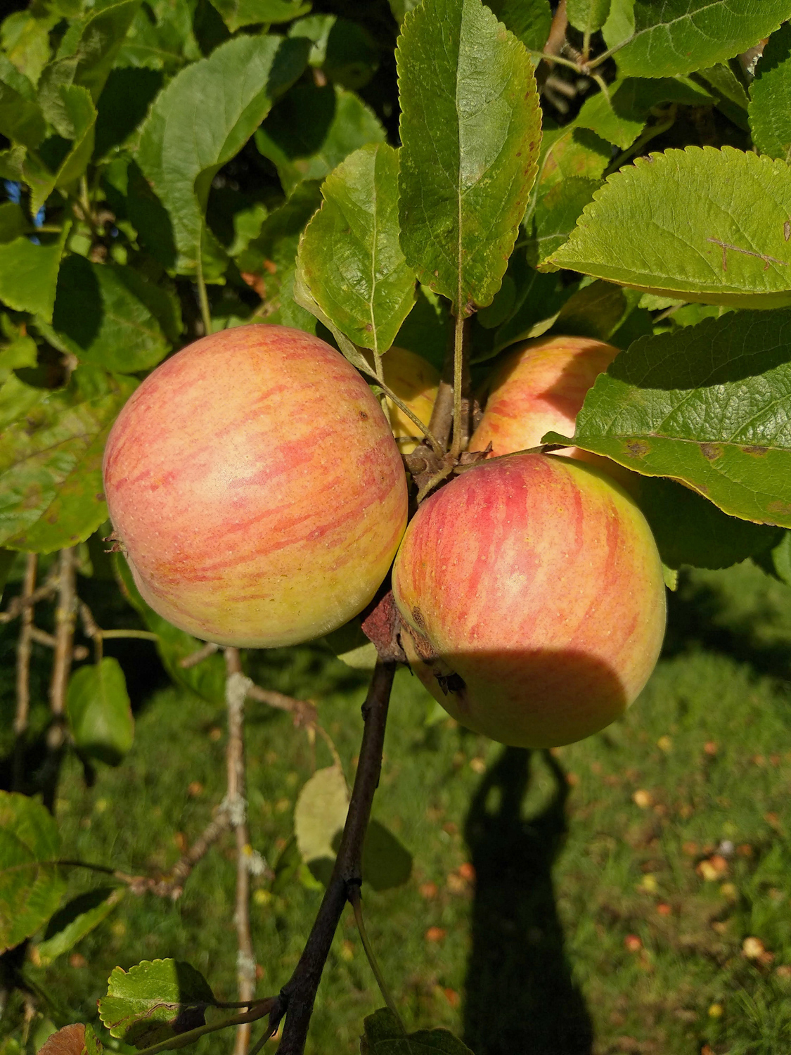 Malus domestica 'Luikenapfel' - Kusterdingen - Sept. 2023