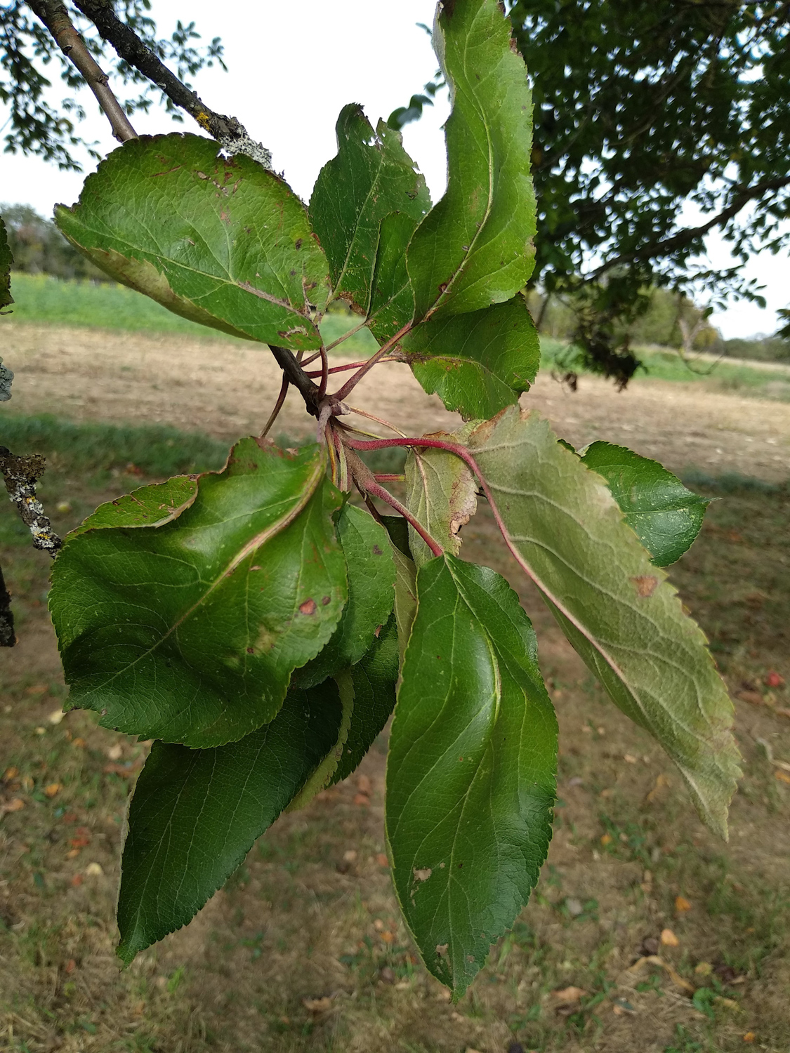 Malus domestica 'Rheinischer Winterrambour' - Kusterdingen - Okt. 2023