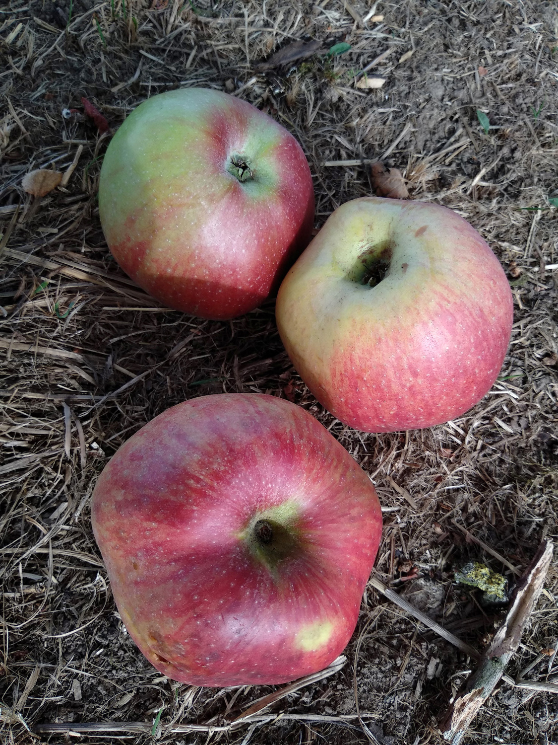 Malus domestica 'Rheinischer Winterrambour' - Kusterdingen - Okt. 2023