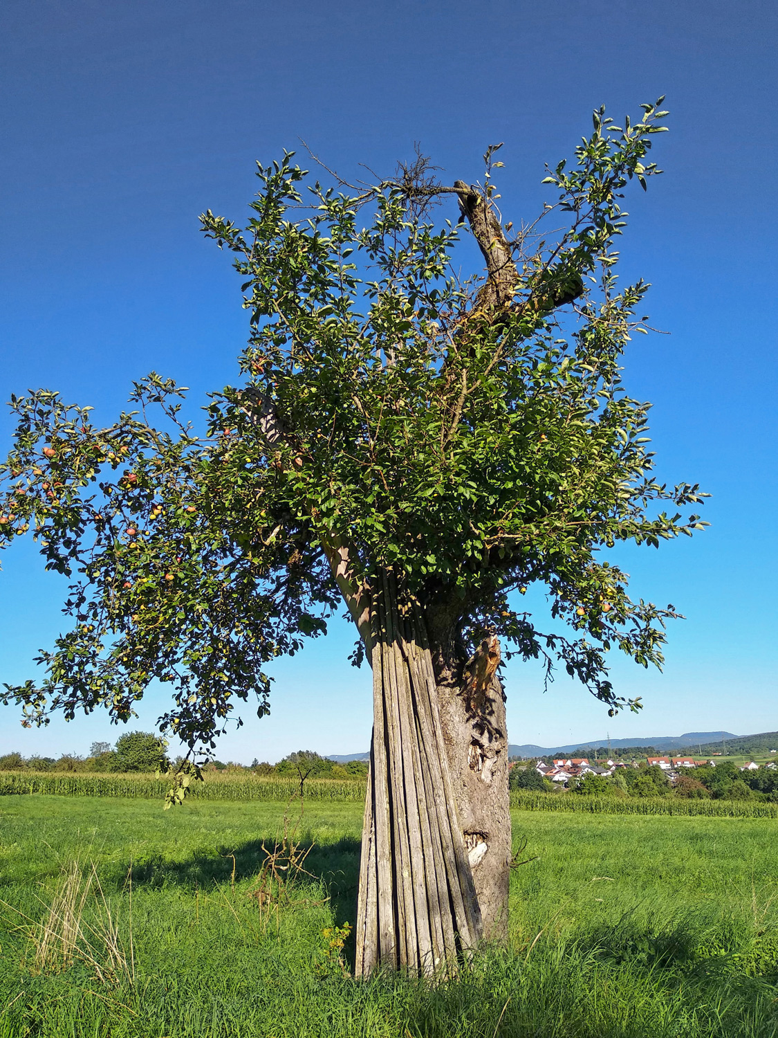 'Roter Fresquin' domestica Malus