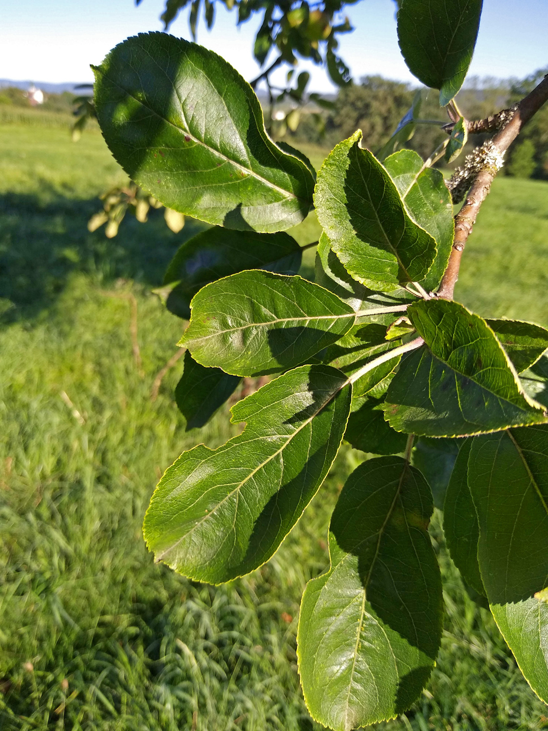 Malus domestica 'Roter Fresquin' - Kusterdingen - Sept. 2023