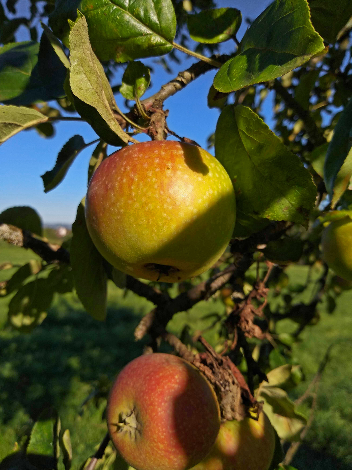 Malus domestica 'Roter Fresquin' - Kusterdingen - Sept. 2023