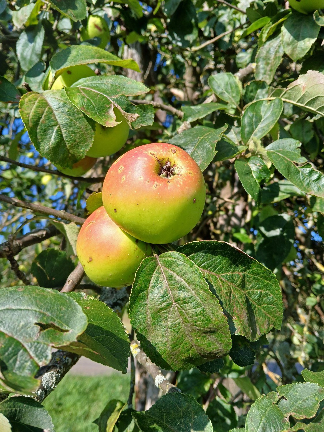 Malus domestica, Sorte unbestimmt - Kusterdingen - Aug. 2024