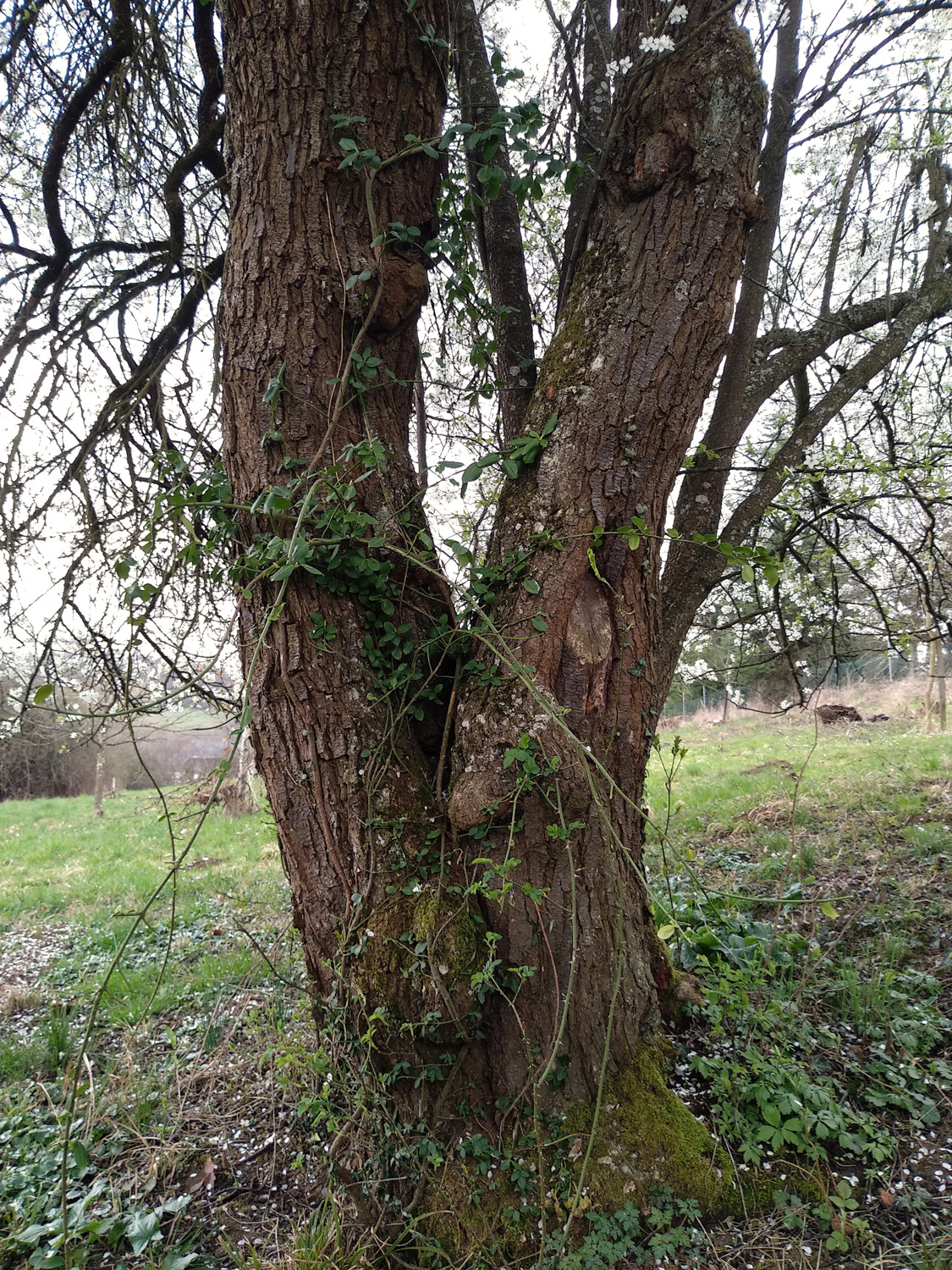 Prunus cerasifera - Wannweil - März 2024