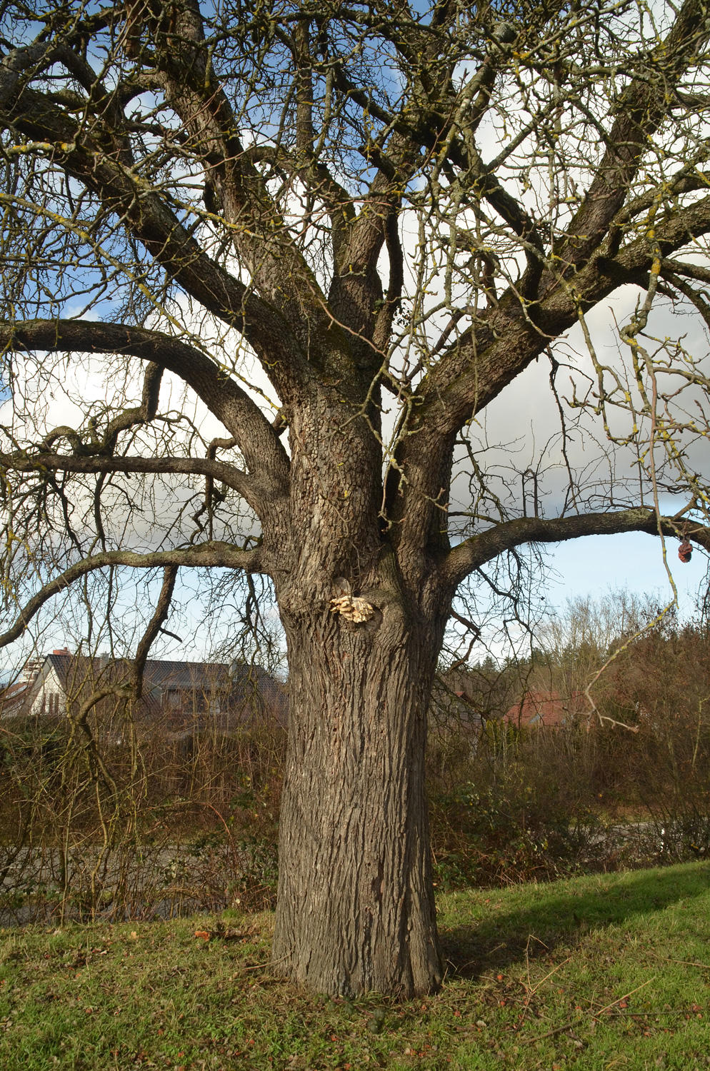 Pyrus communis 'Gelbmöstler' - Metzingen - Dez. 2023