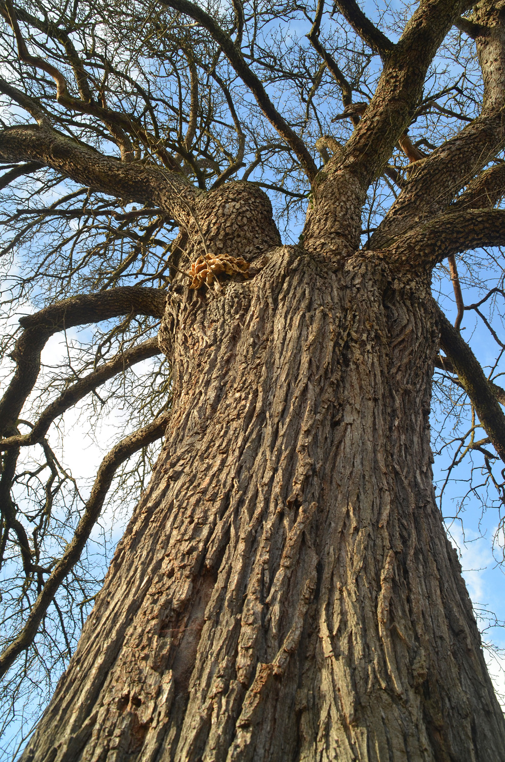Pyrus communis 'Gelbmöstler' - Metzingen - Dez. 2023