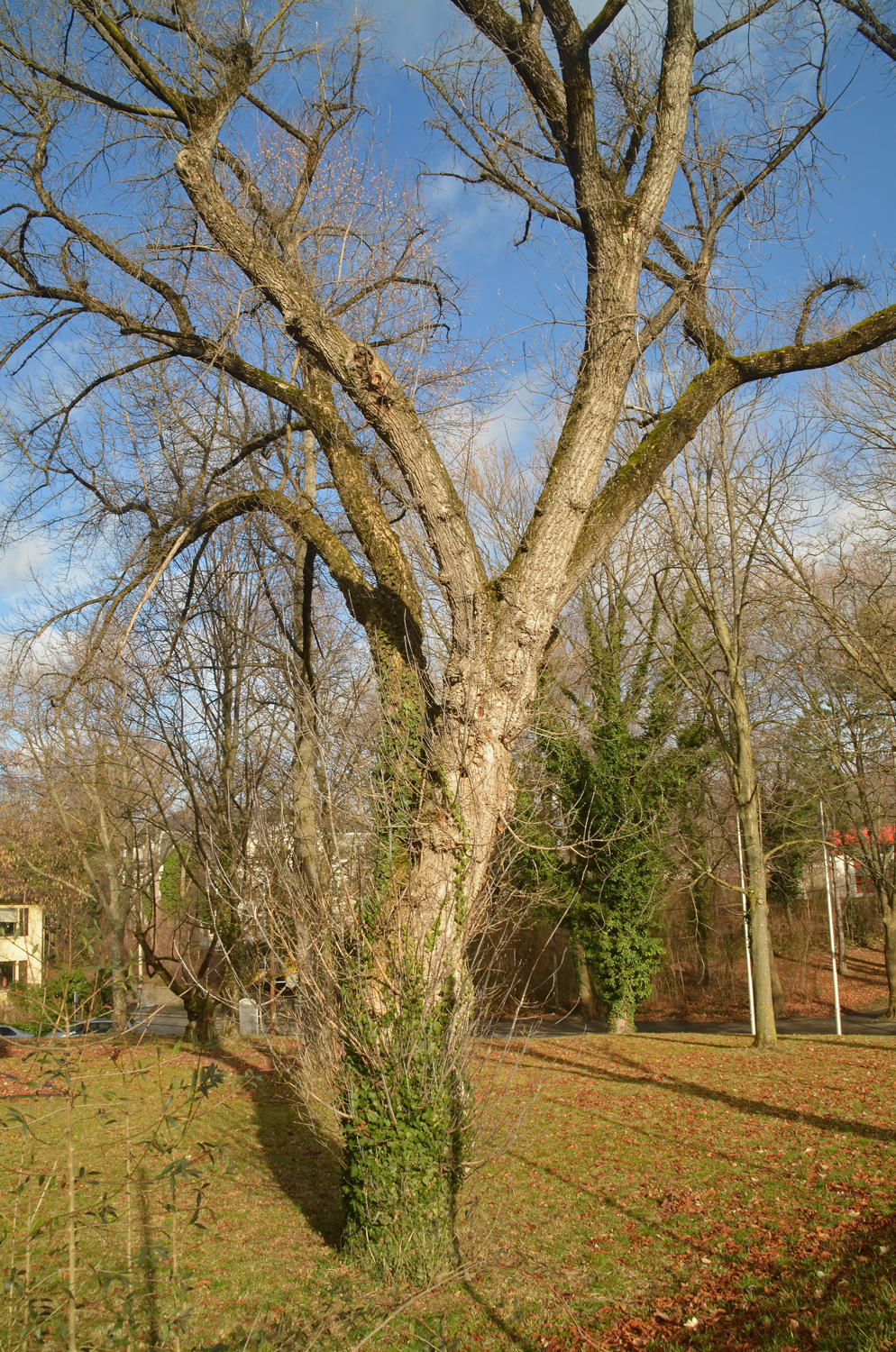 Acer negundo - Pfullingen - Jan. 2024