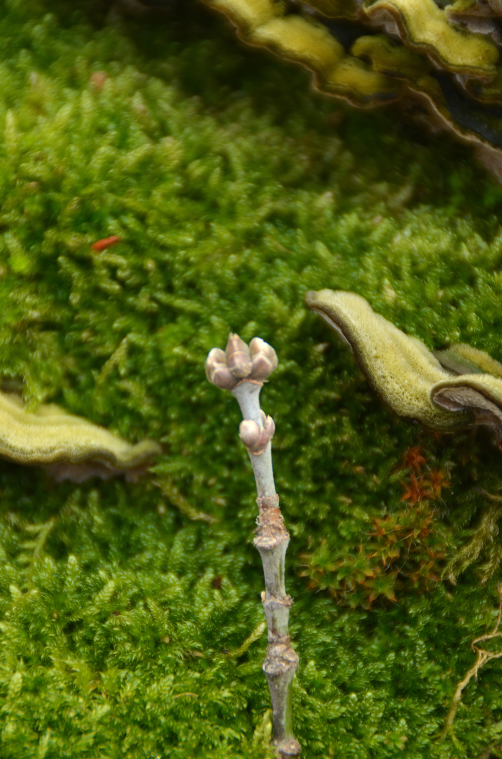 Acer negundo - Pfullingen - Jan. 2024