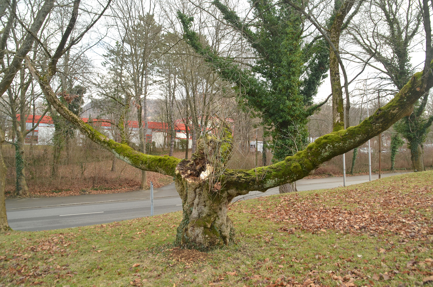 Acer negundo - Pfullingen - Jan. 2024