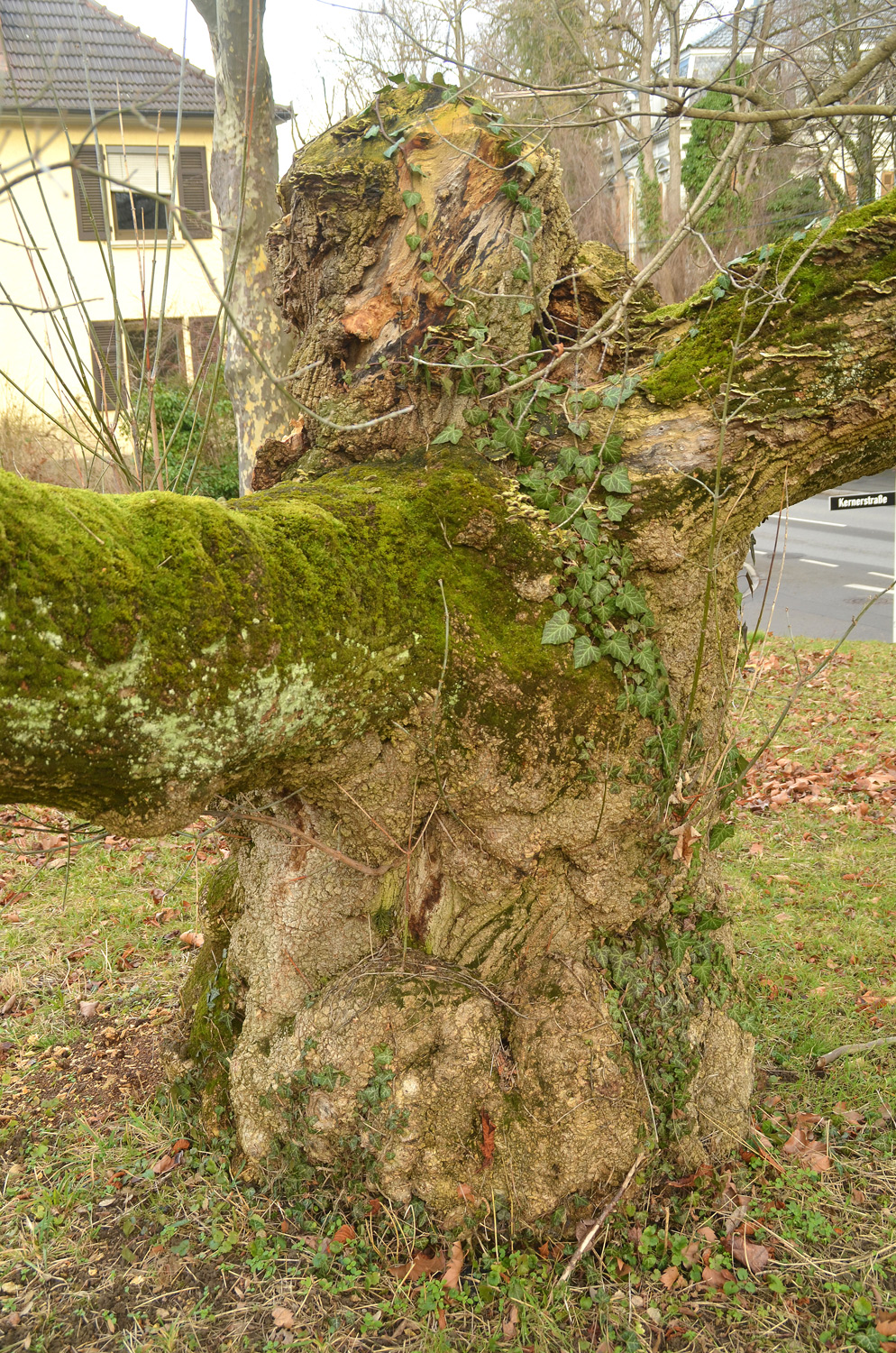 Acer negundo - Pfullingen - Jan. 2024