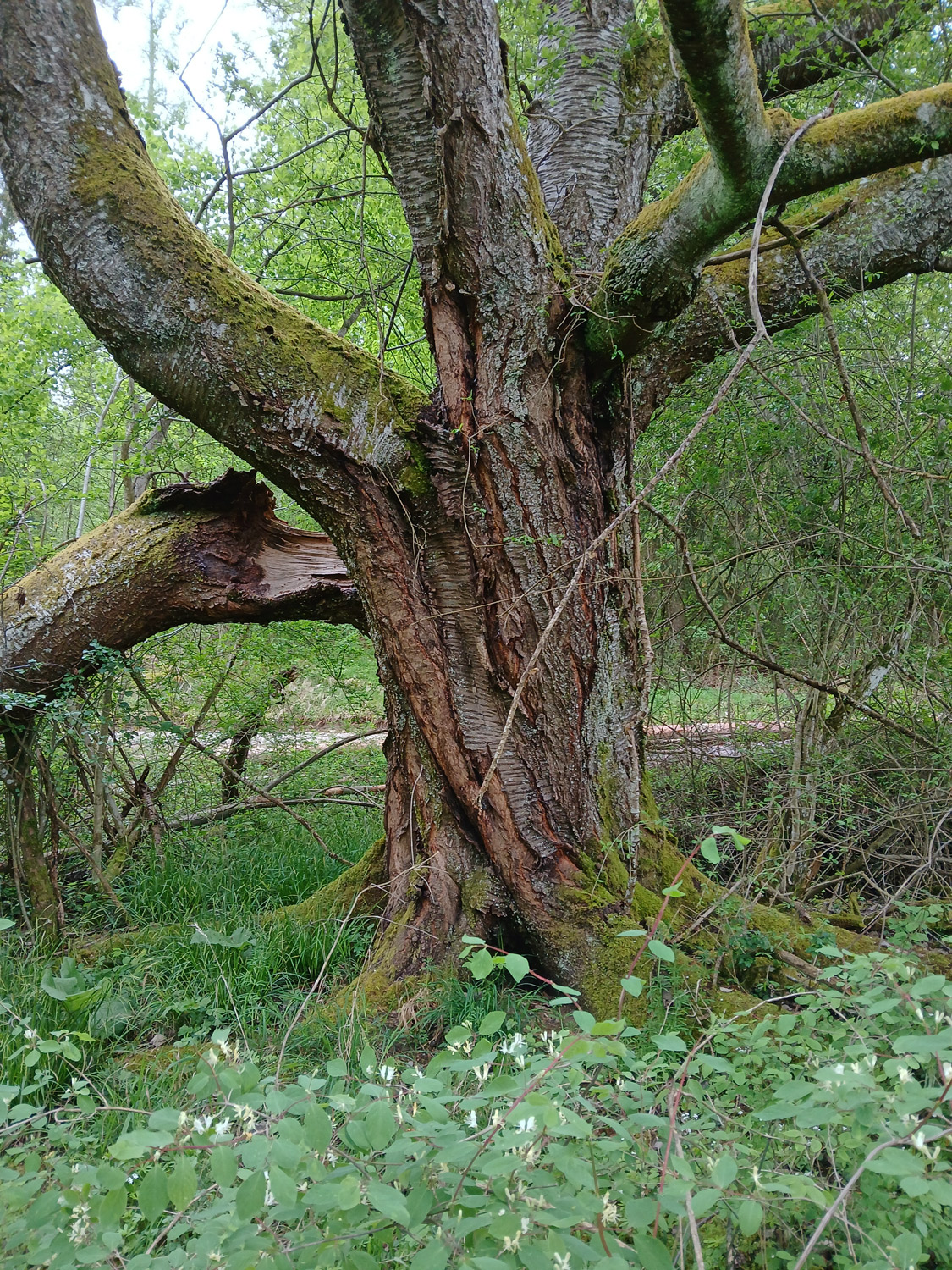 avium Prunus subsp. avium