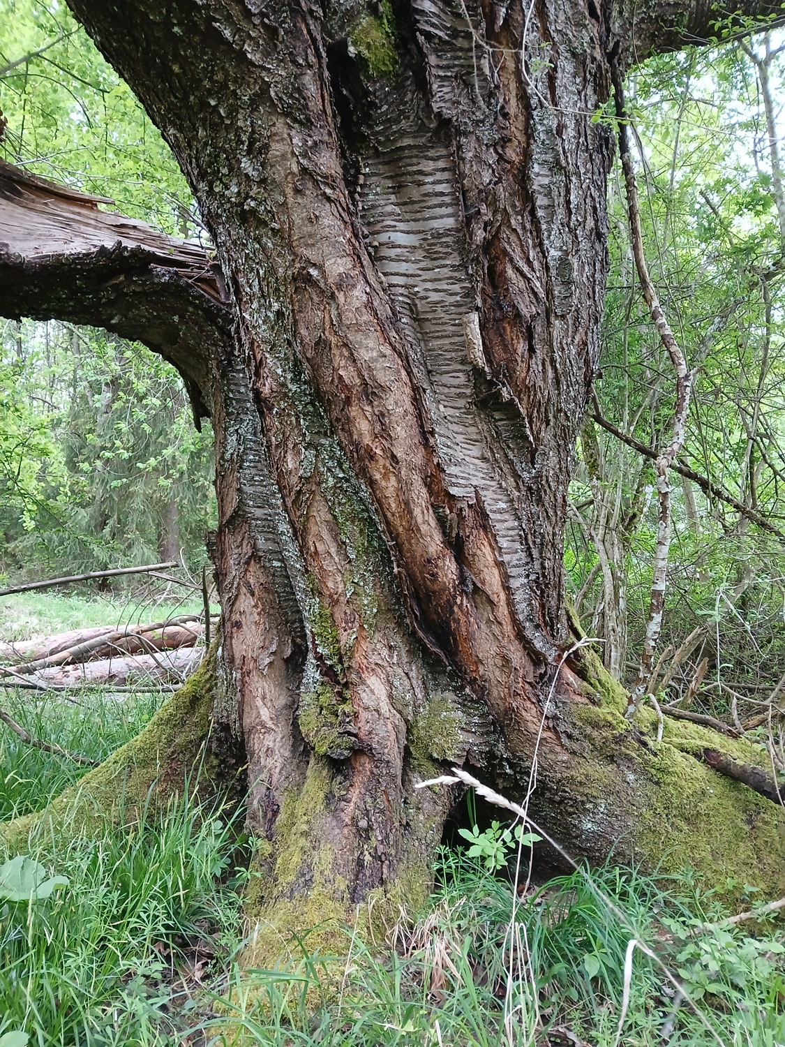 Prunus avium - Mössingen - Mai 2024