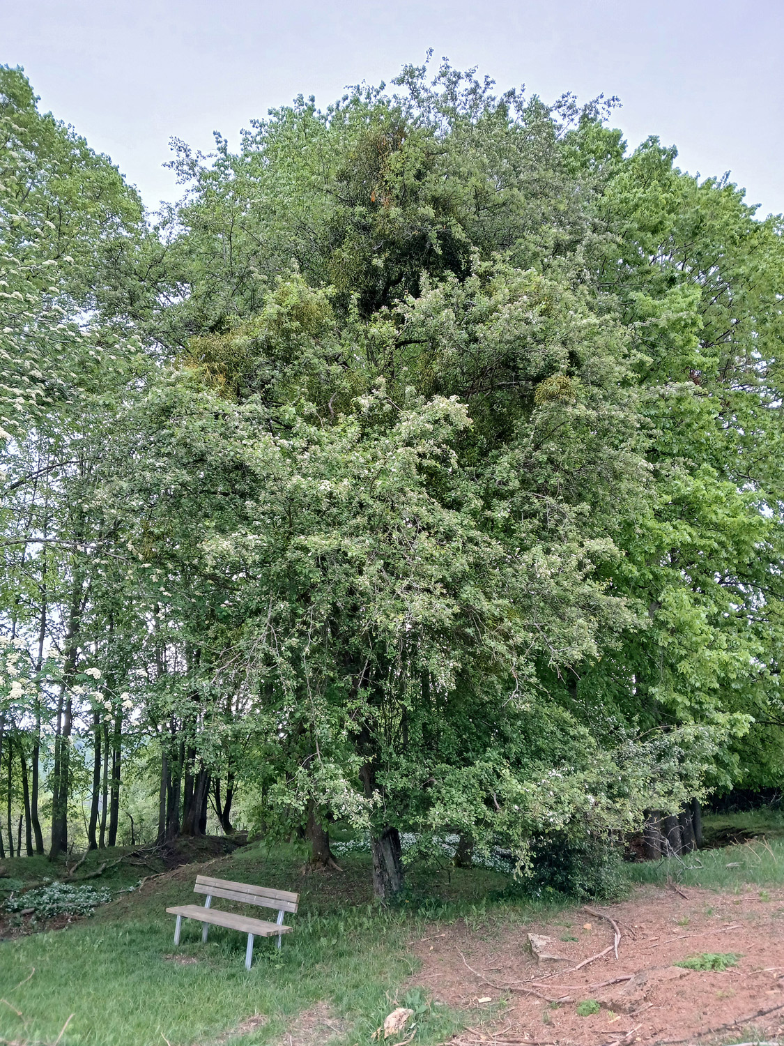 × subsphaerica Crataegus