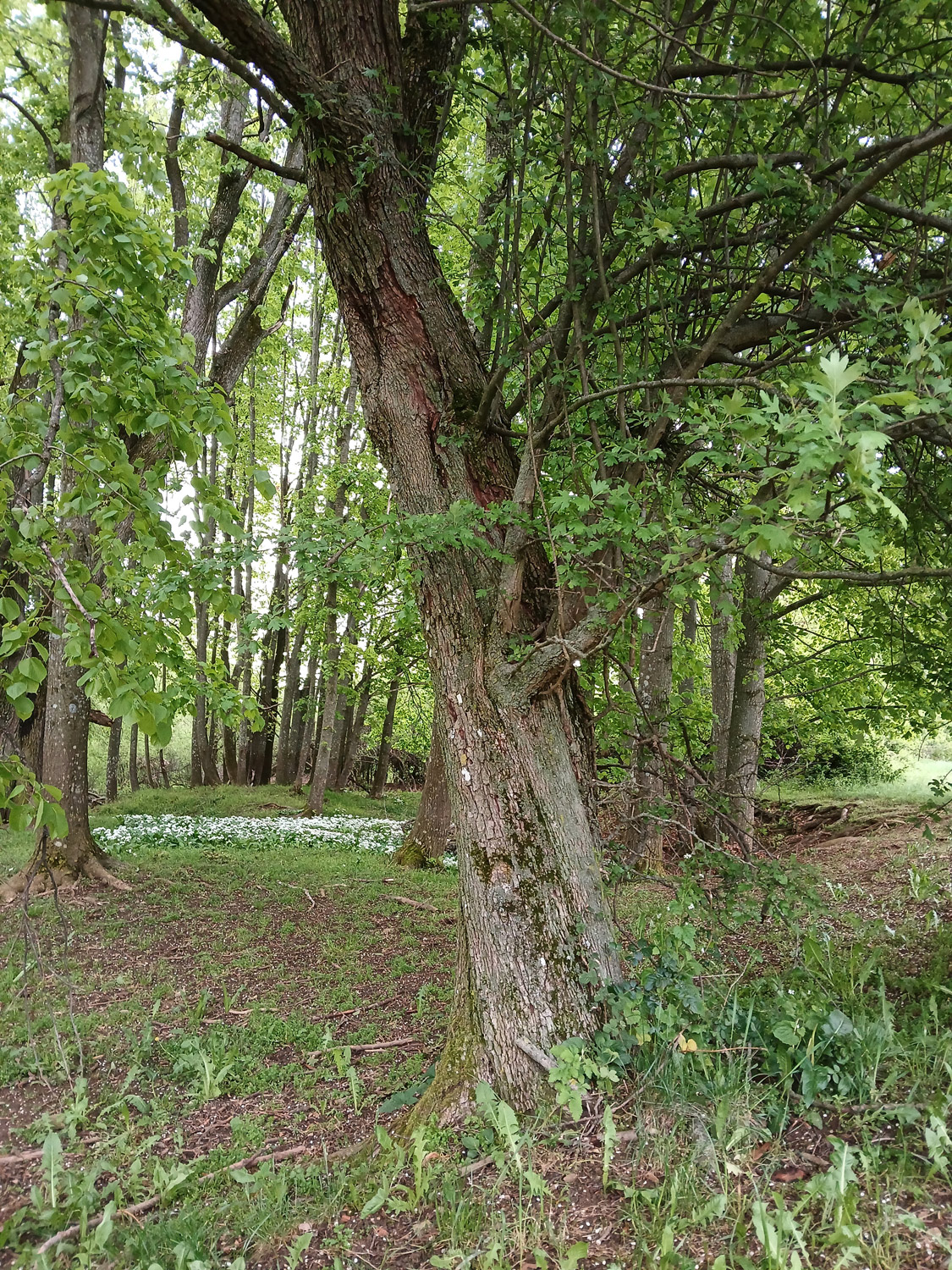 Crataegus × subsphaerica - Mössingen - Mai 2024