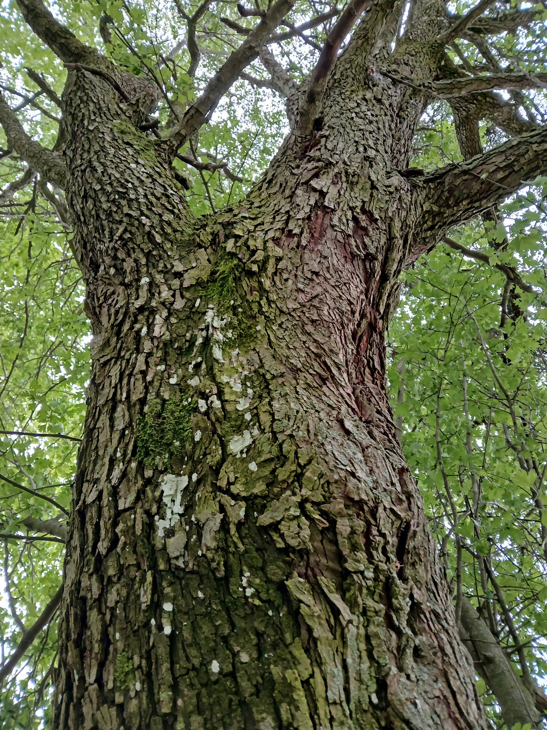 Crataegus × subsphaerica - Mössingen - Mai 2024