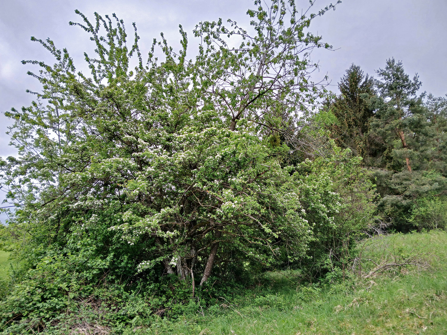 Crataegus monogyna
