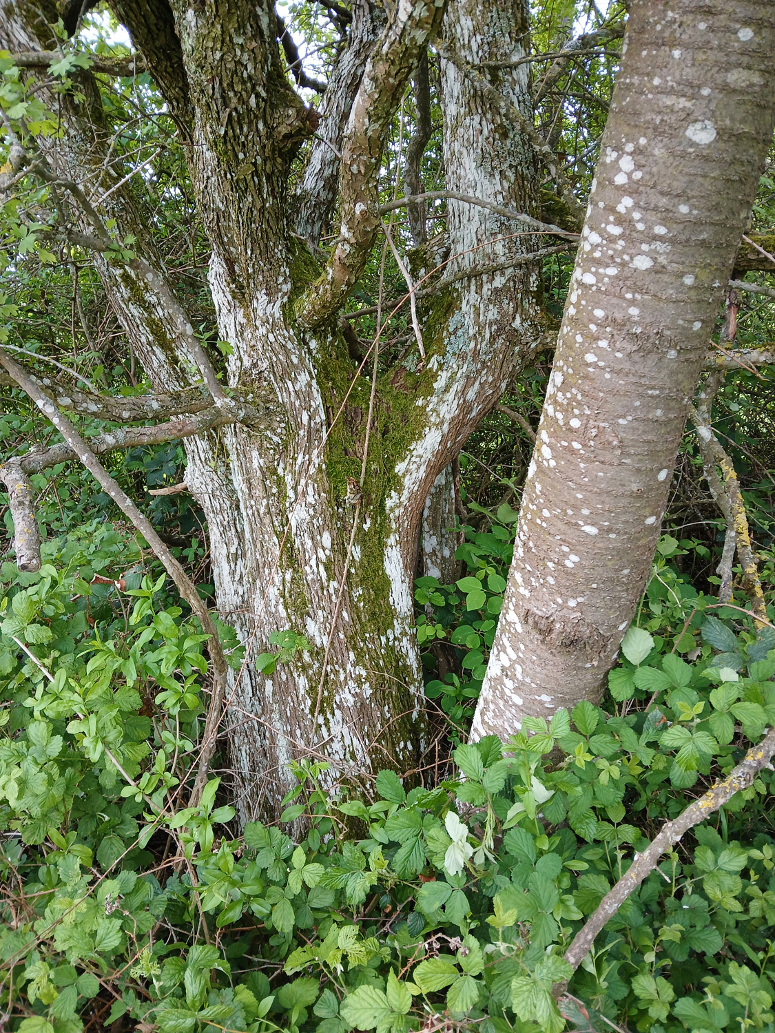 Crataegus monogyna - Mössingen - Mai 2024