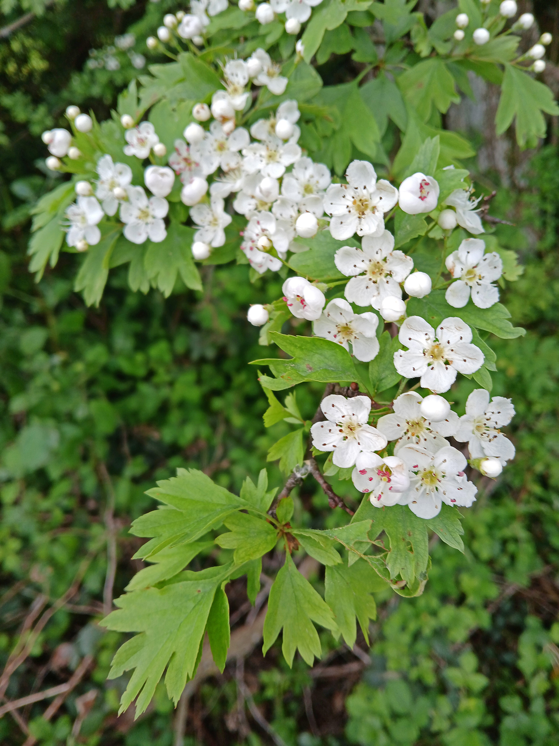 Crataegus monogyna - Mössingen - Mai 2024