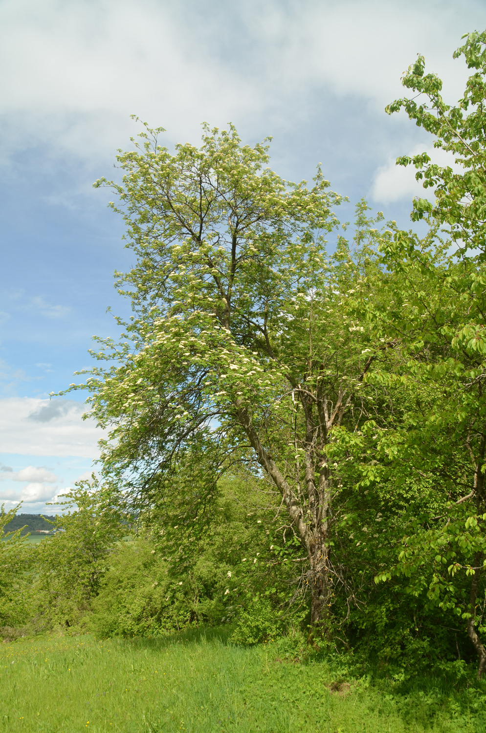 aucuparia Sorbus