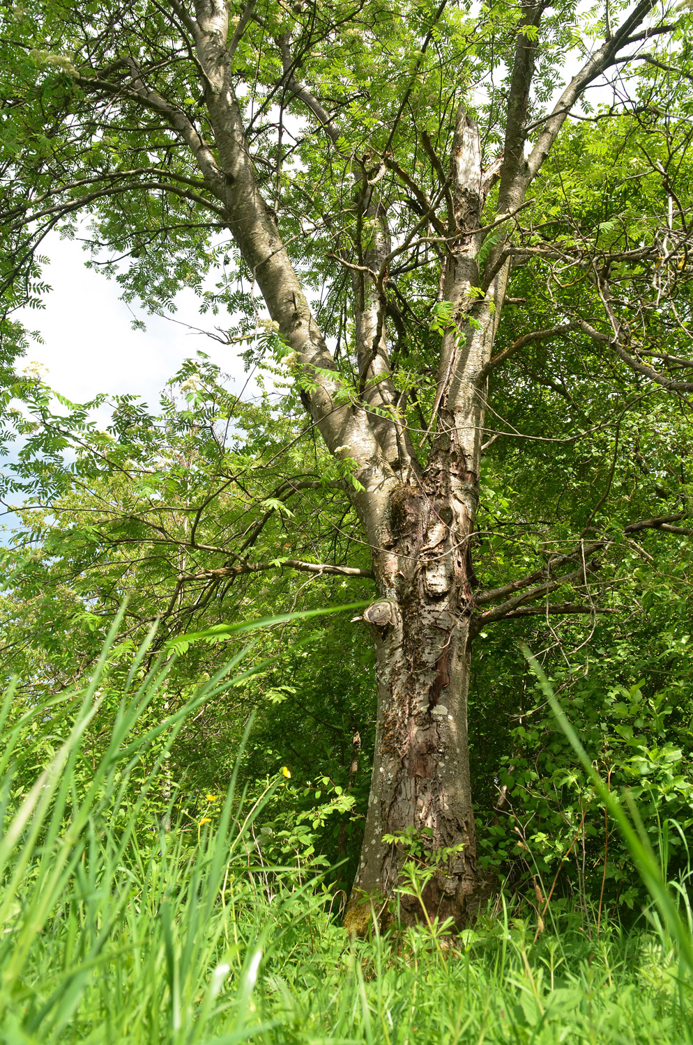 Sorbus aucuparia - Mössingen - Mai 2024