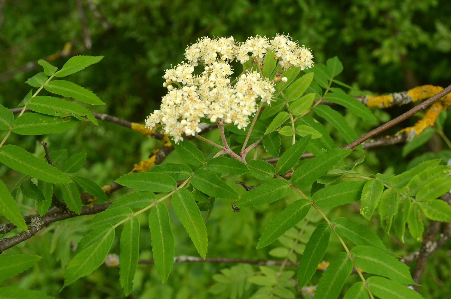 Sorbus aucuparia - Mössingen - Mai 2024