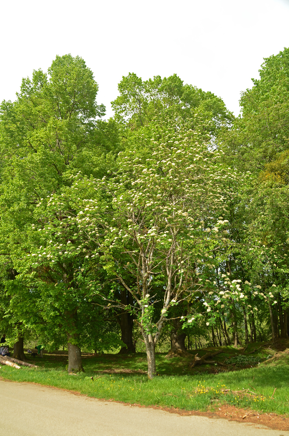 aucuparia Sorbus