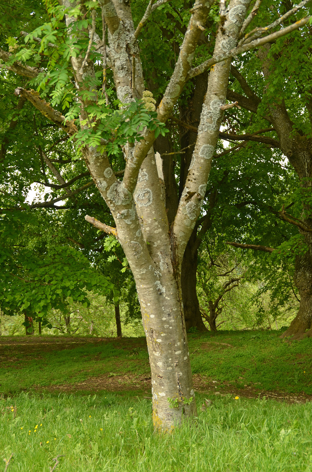 Sorbus aucuparia - Mössingen - Mai 2024