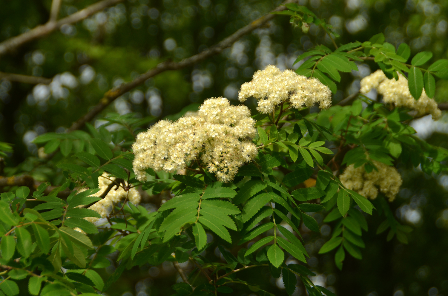 Sorbus aucuparia - Mössingen - Mai 2024