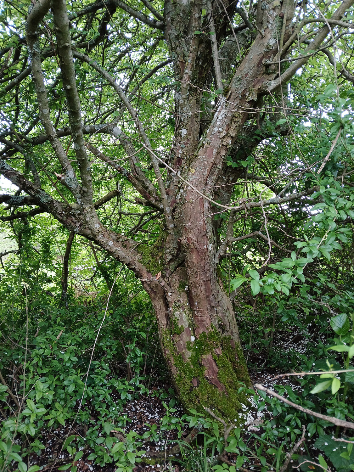 Crataegus laevigata - Mössingen - Mai 2024