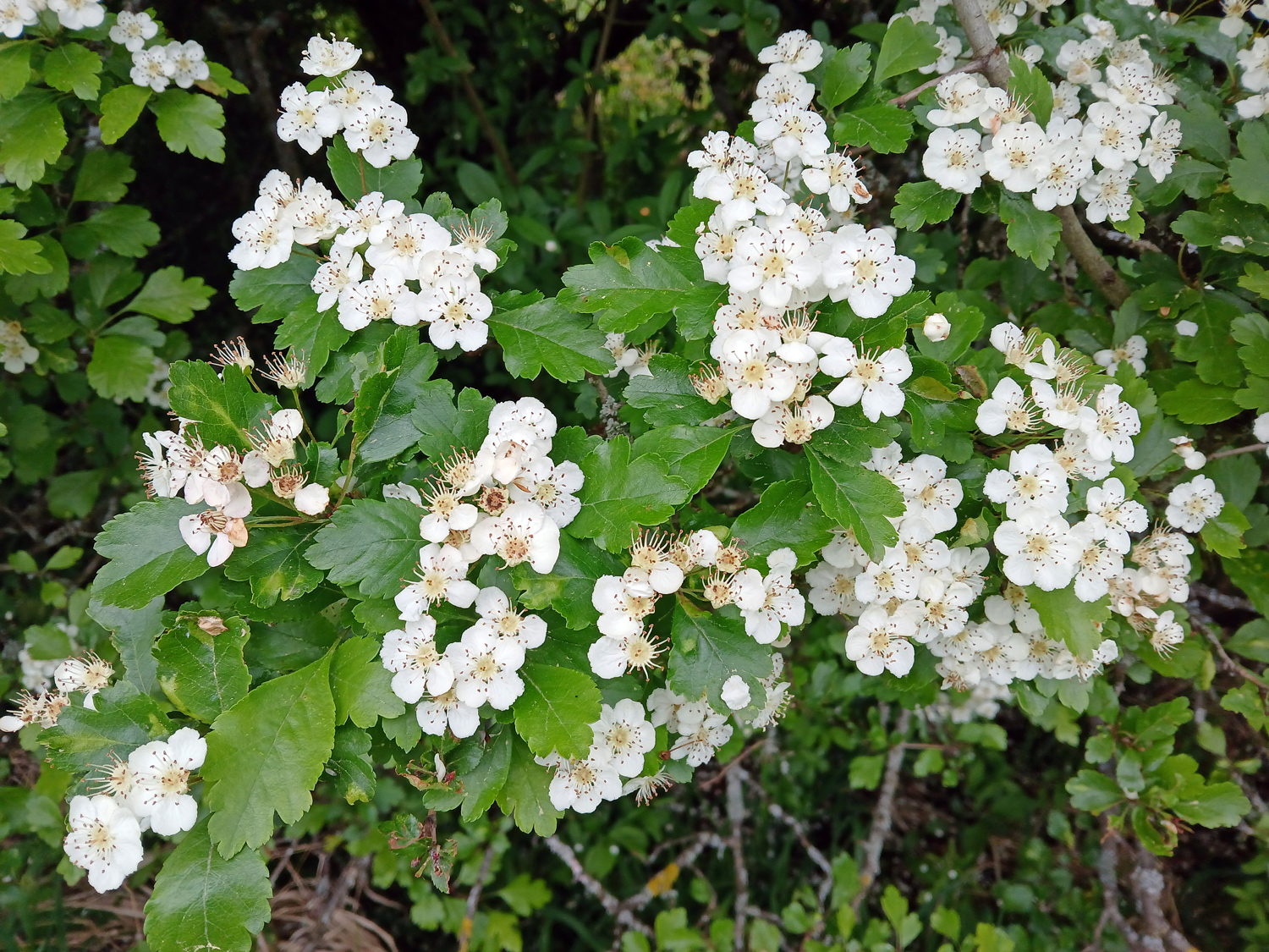 Crataegus laevigata - Mössingen - Mai 2024