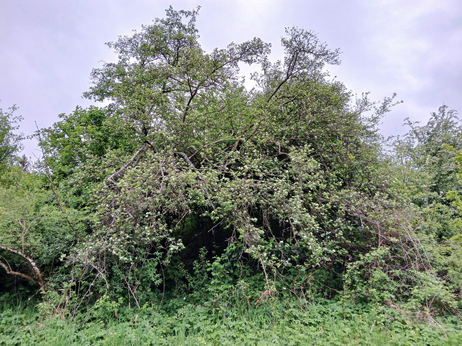 Crataegus laevigata