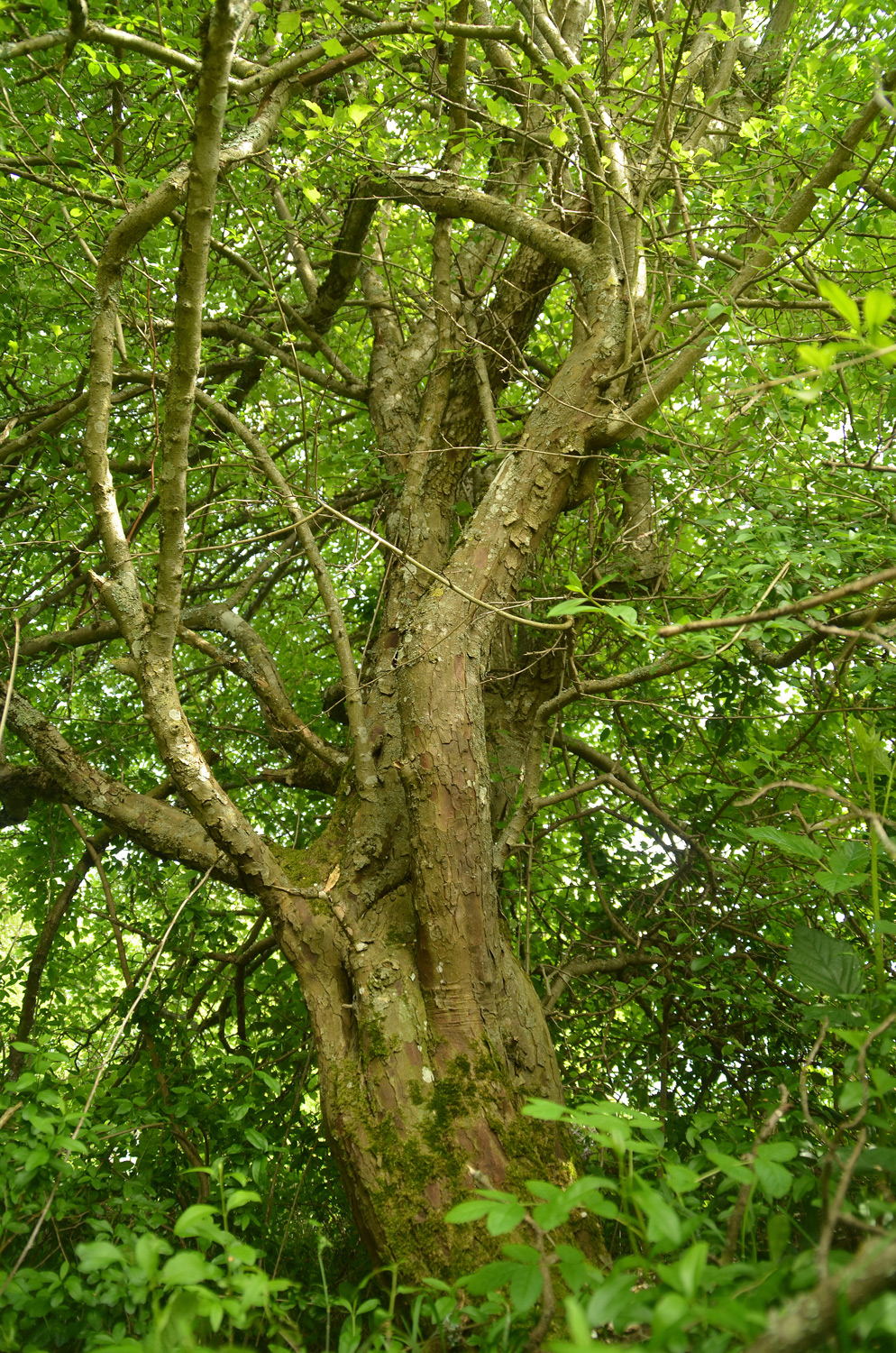 Crataegus laevigata - Mössingen - Mai 2024