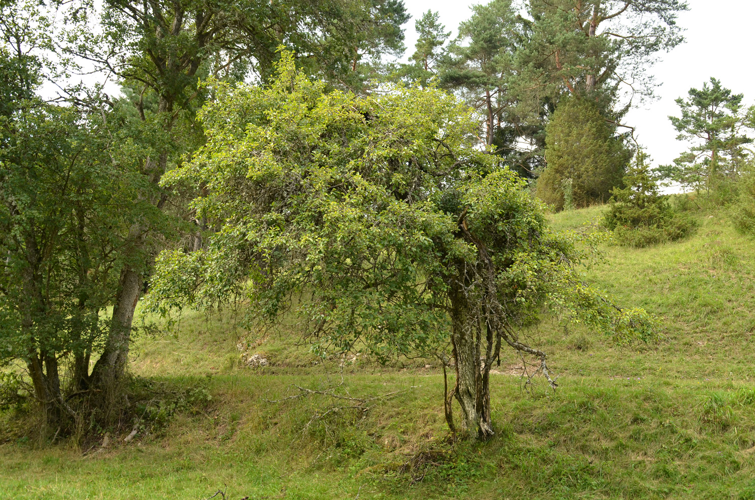 Purgier Kreuzdorn - Trochtelfingen - Juli 2024