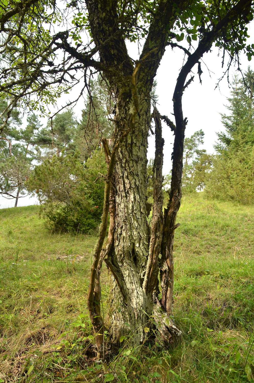 Purgier Kreuzdorn - Trochtelfingen - Juli 2024