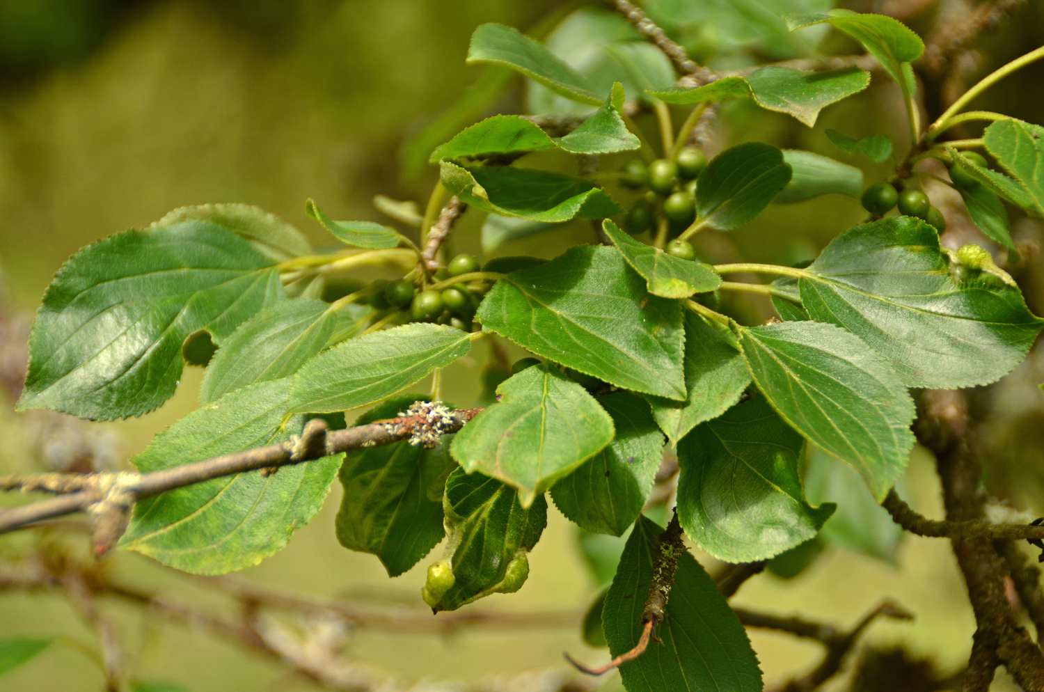 Purgier Kreuzdorn - Trochtelfingen - Juli 2024