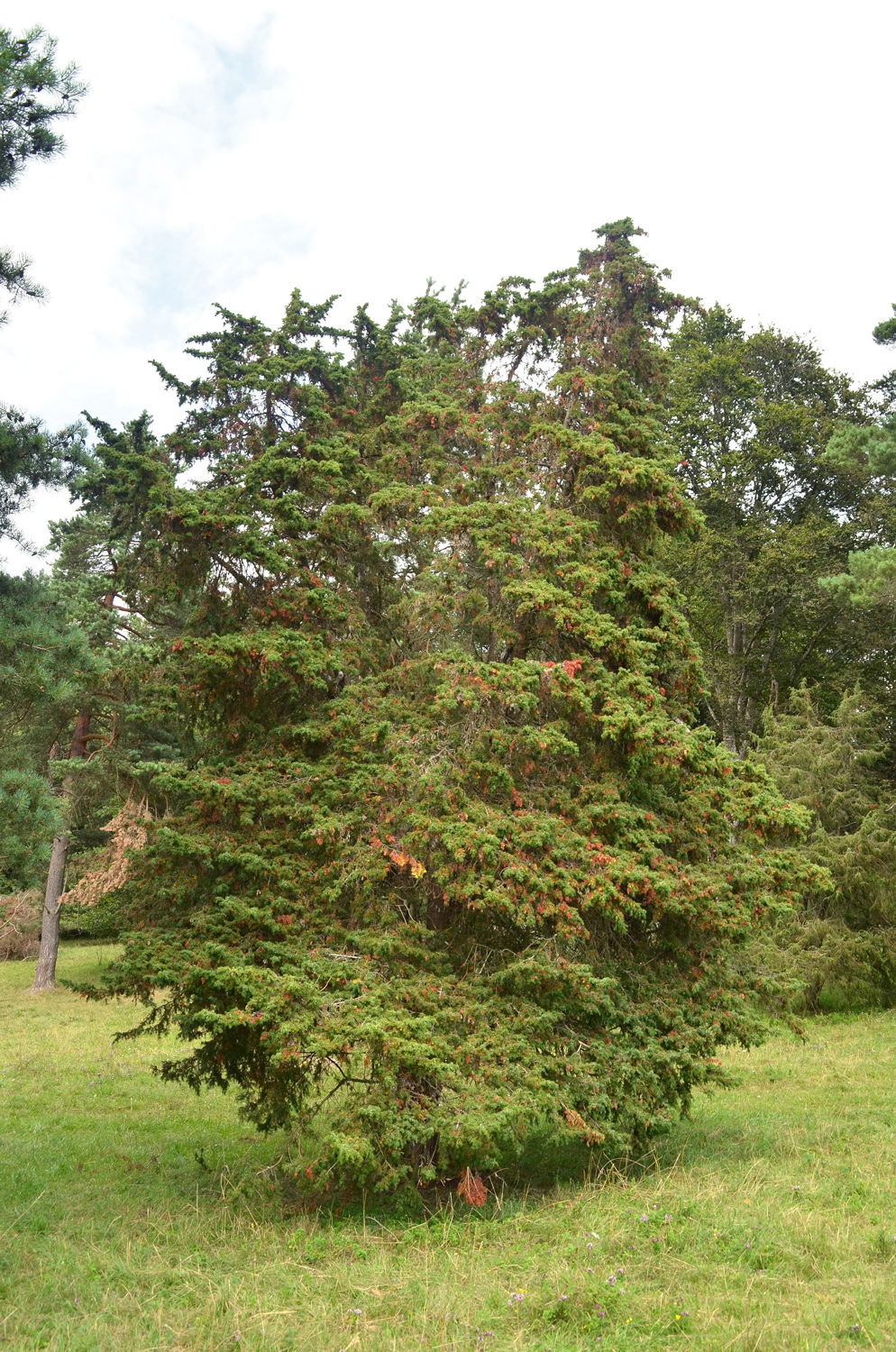 Heide-Wacholder - Trochtelfingen - Juli 2024