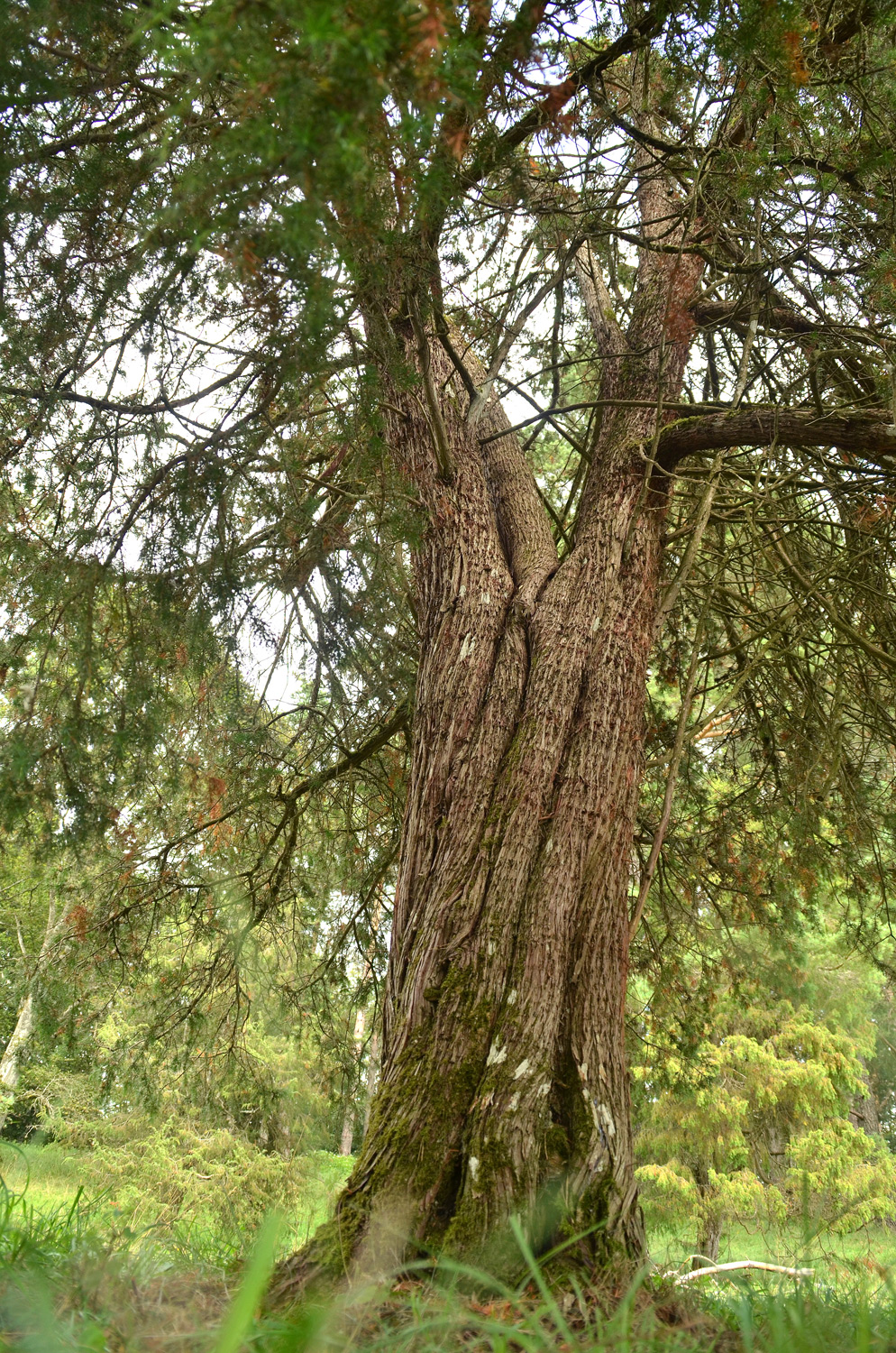 Heide-Wacholder - Trochtelfingen - Juli 2024