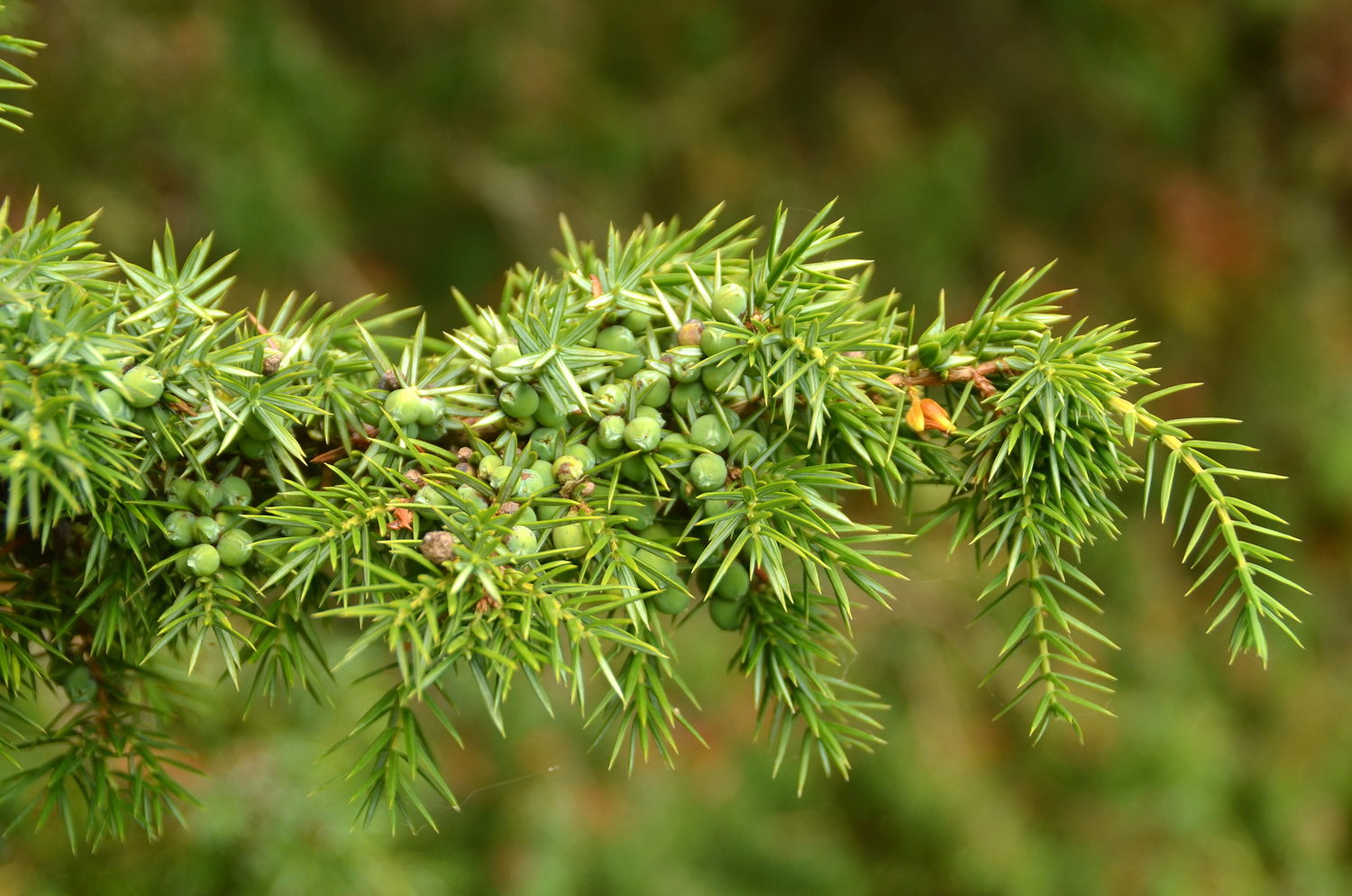 Heide-Wacholder - Trochtelfingen - Juli 2024