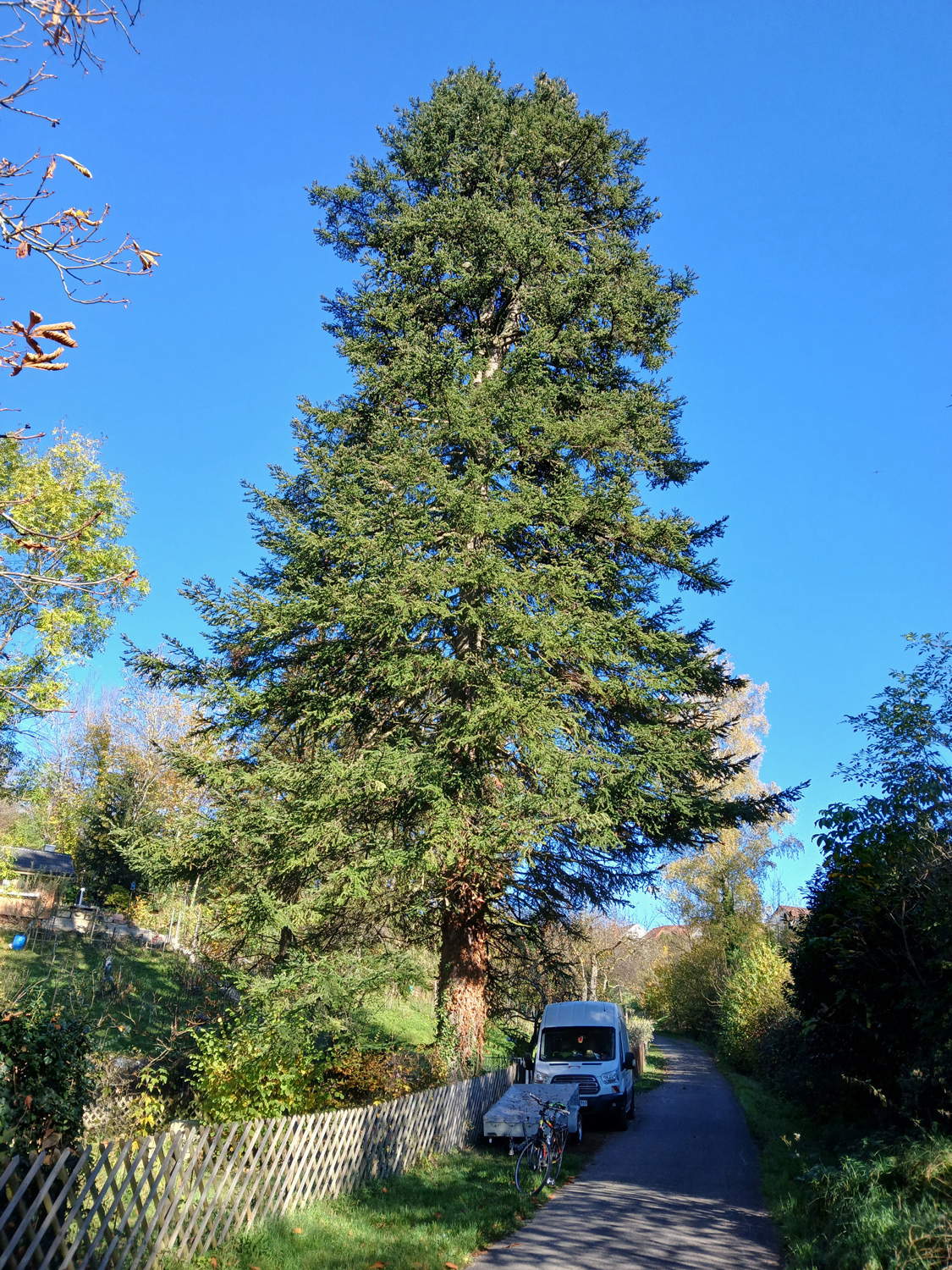 Abies nebrodensis - Eningen u.A. - Nov. 2024