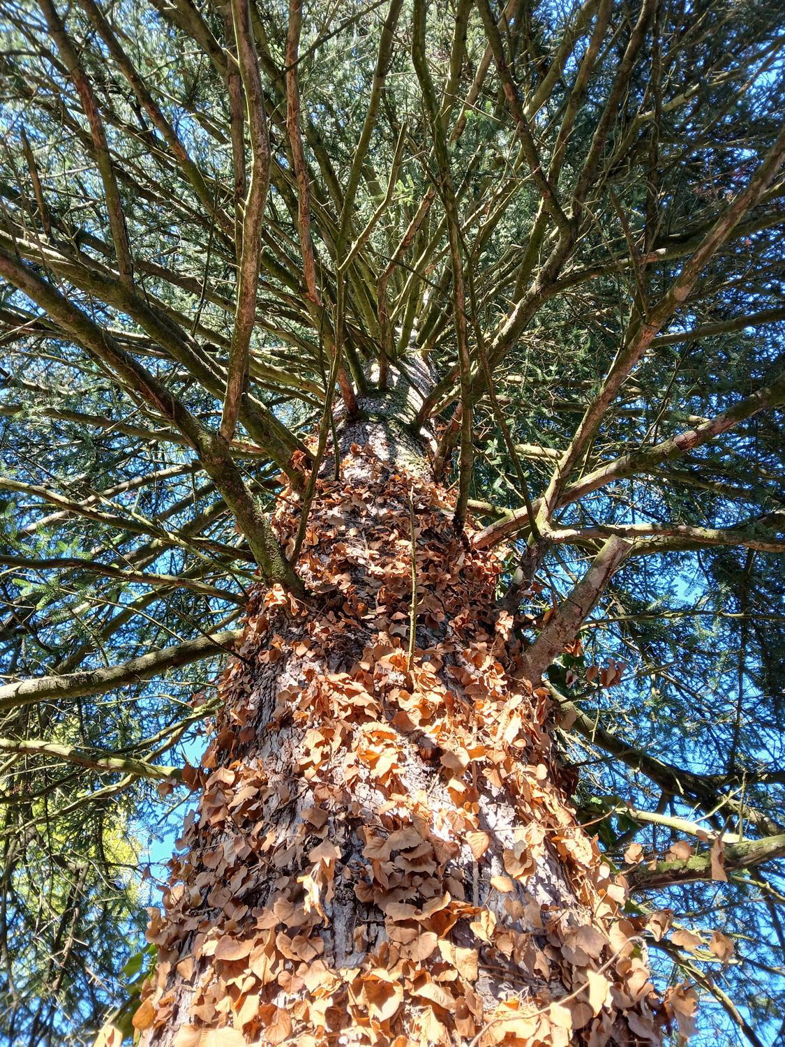 Abies nebrodensis - Eningen u.A. - Nov. 2024