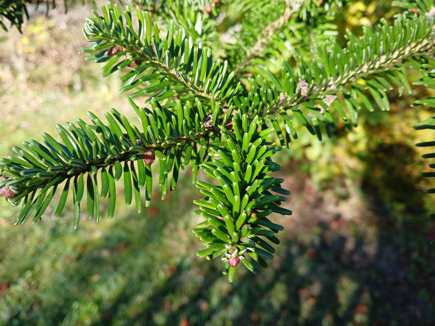 Abies nebrodensis - Eningen u.A. - Nov. 2024